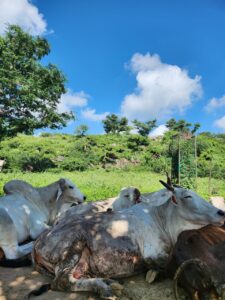 Peaceful cows at Govardhana Vrindavan